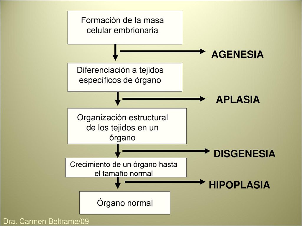 agenesia e aplasia